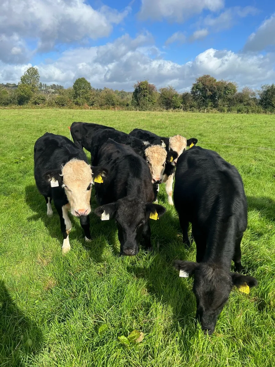 10 bull weanlings - Image 1