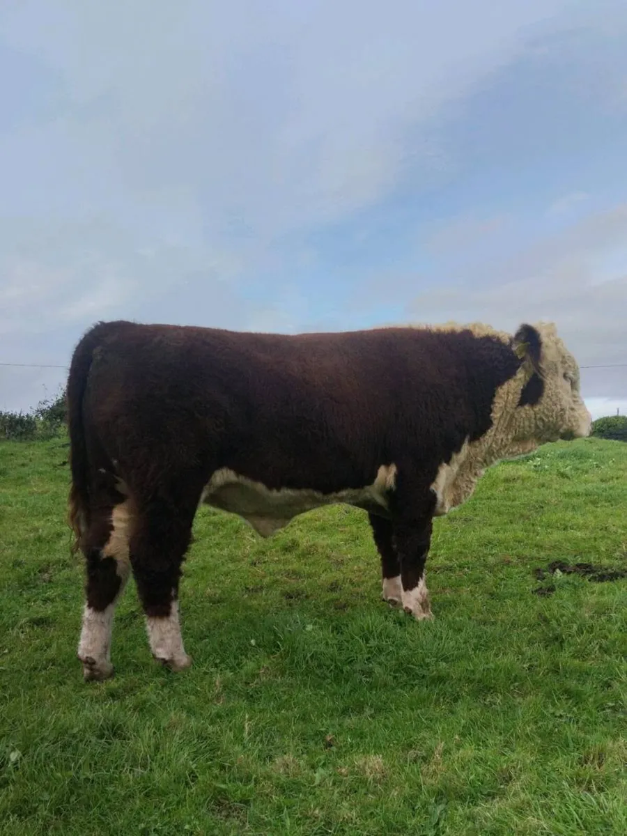 5 Star Pedigree Hereford Bulls - Image 2
