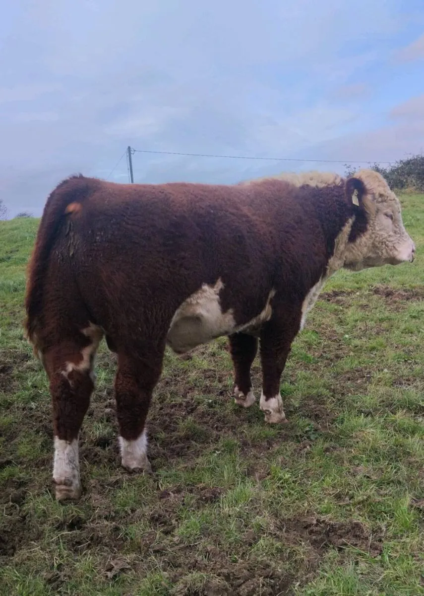 5 Star Pedigree Hereford Bulls - Image 3