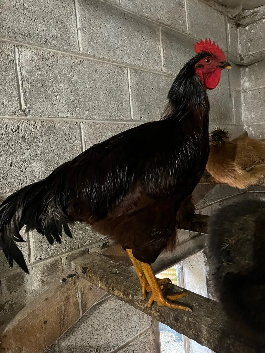 Silkie and Heritage Rhode Island Red cockerel - Image 3