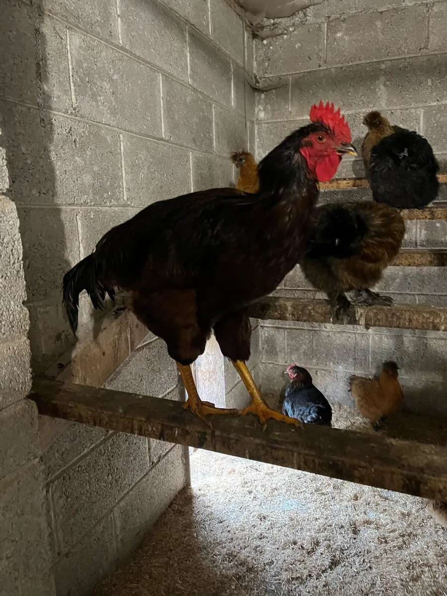 Silkie and Heritage Rhode Island Red cockerel - Image 4