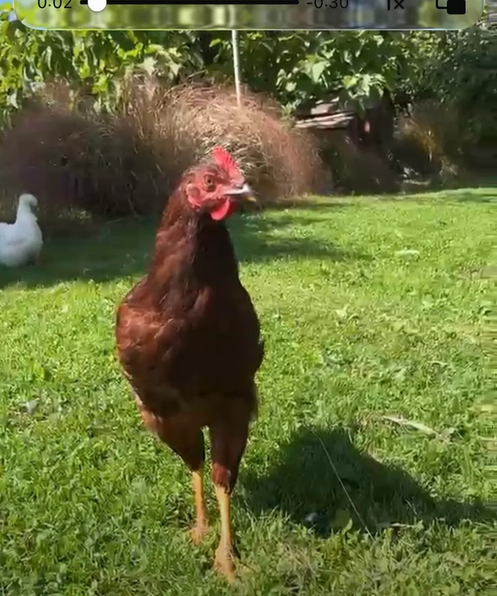 Silkie and Heritage Rhode Island Red cockerel - Image 2