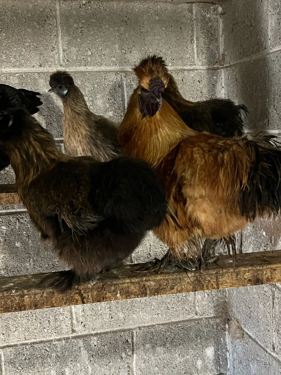Silkie and Heritage Rhode Island Red cockerel - Image 1
