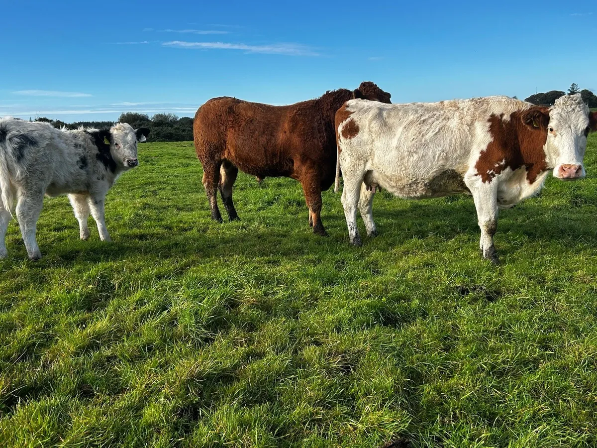 Simmental Cow & Blue Heifer Calf Bulled Again - Image 2