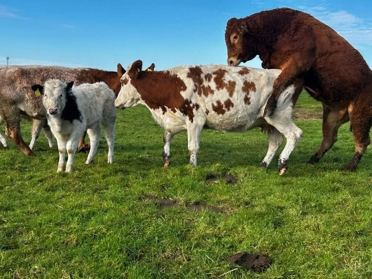 Simmental Cow & Blue Heifer Calf Bulled Again - Image 1