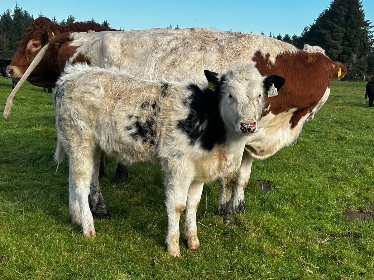 Simmental Cow & Blue Heifer Calf Bulled Again - Image 3