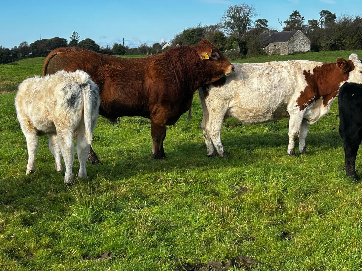 Simmental Cow & Blue Heifer Calf Bulled Again - Image 4