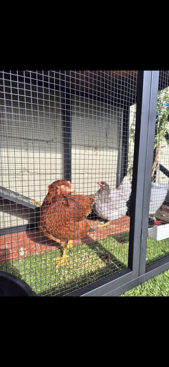 2 Chickens and coop - Image 2