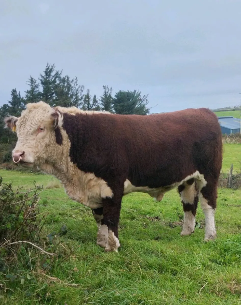 5 Star Pedigree Hereford Bulls - Image 1