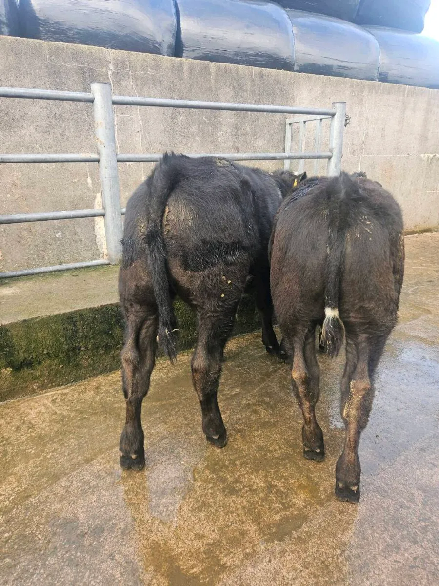 Top show quality weanlings and Runners - Image 1