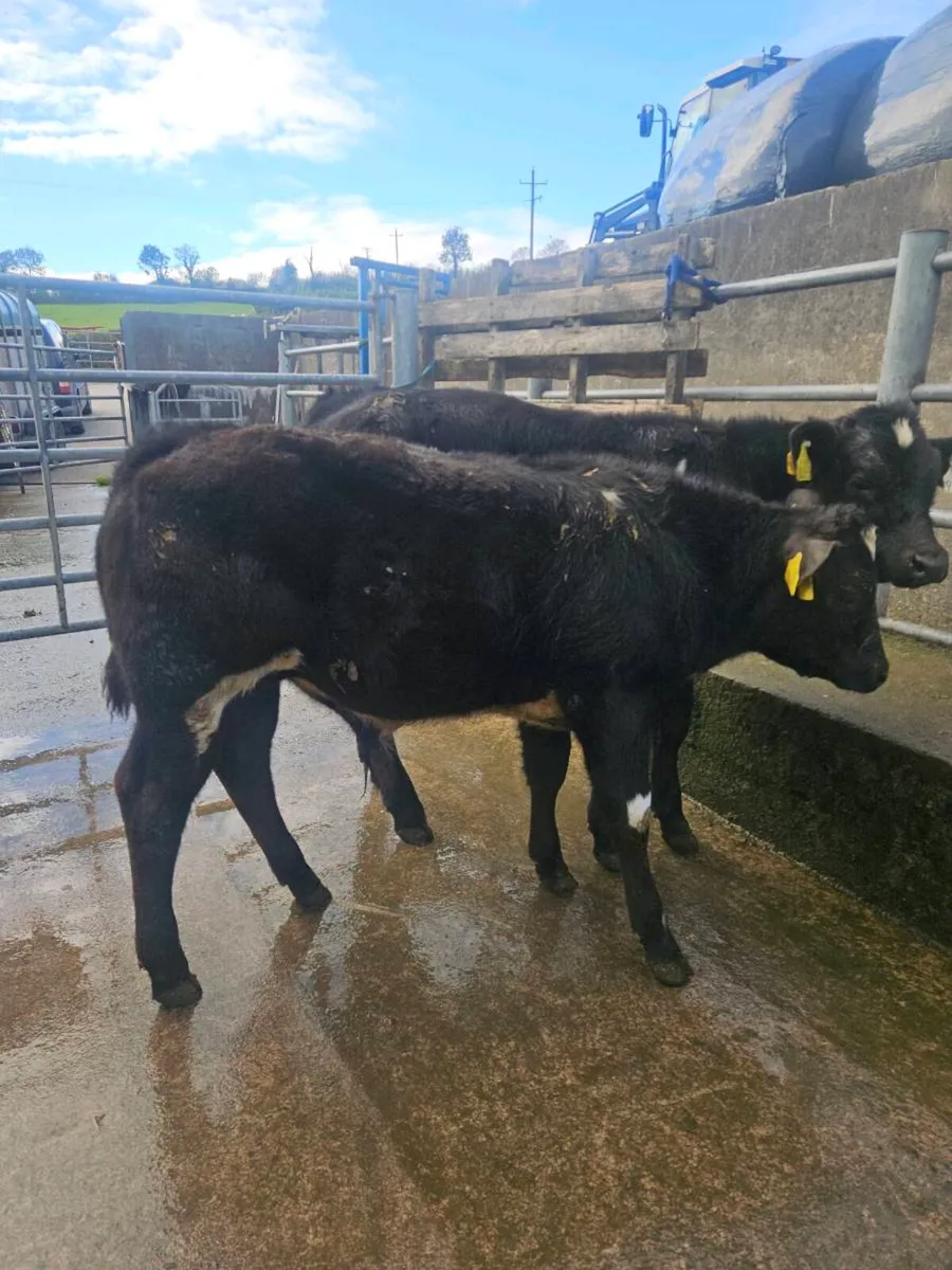 Top show quality weanlings and Runners - Image 2