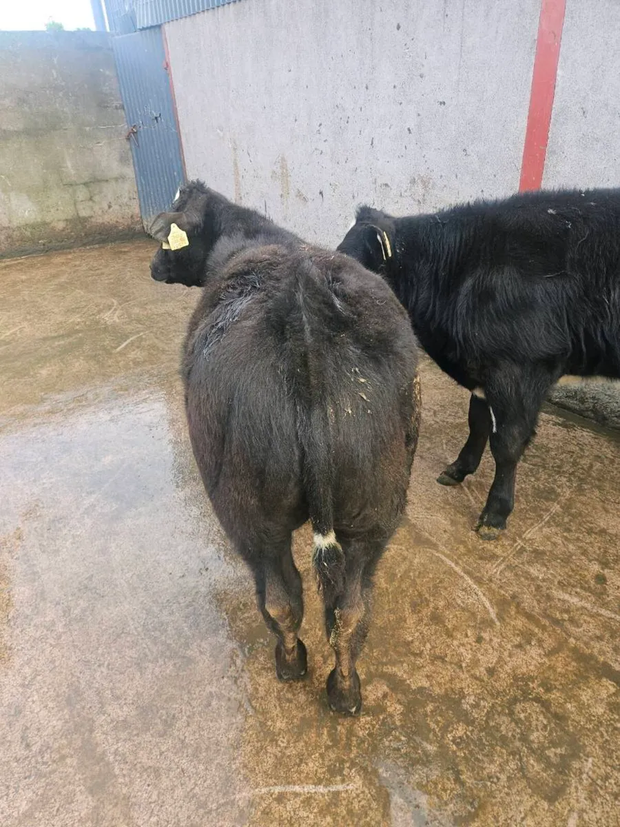 Top show quality weanlings and Runners - Image 4