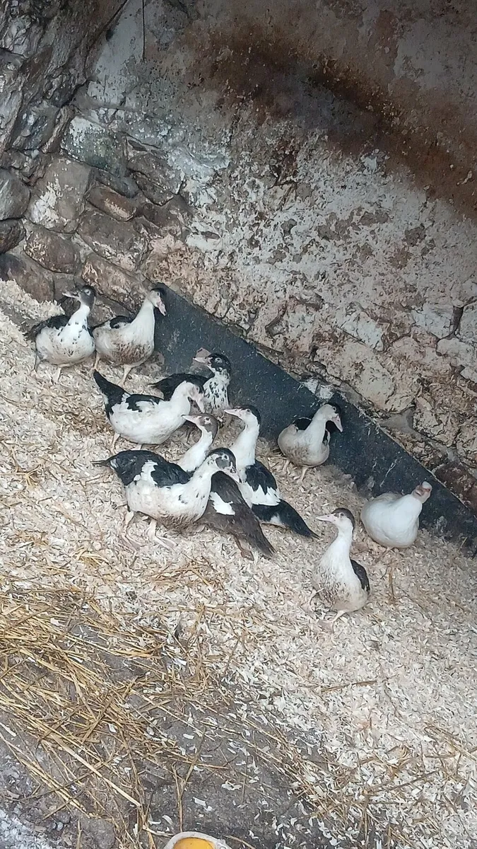 Muscovy ducks - Image 2