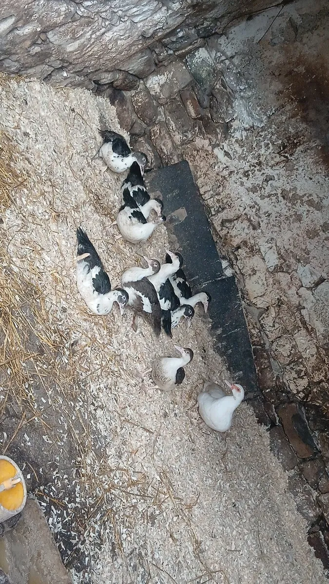 Muscovy ducks - Image 3