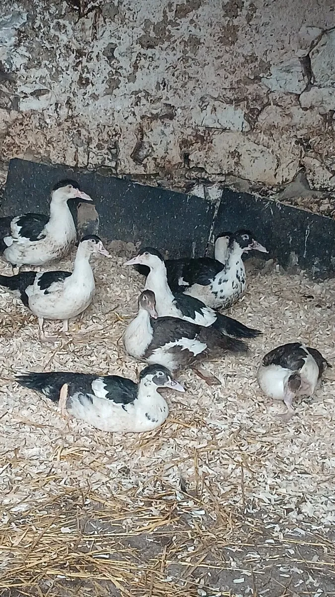 Muscovy ducks - Image 1