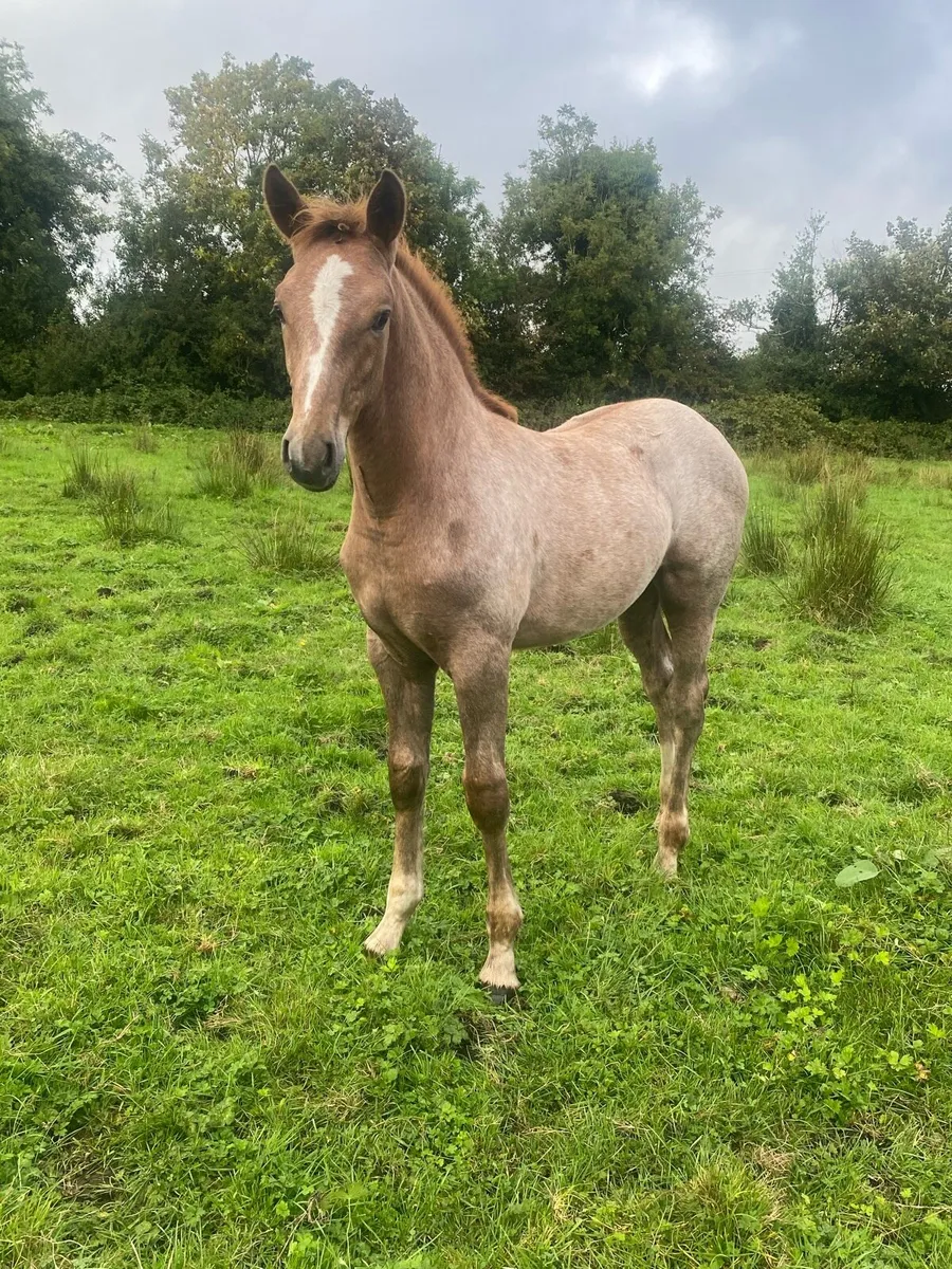 Foal - Image 2