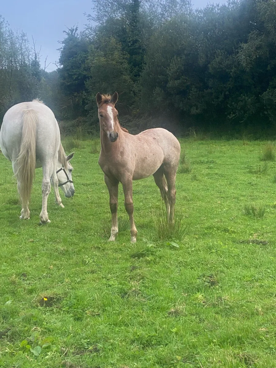 Foal - Image 3