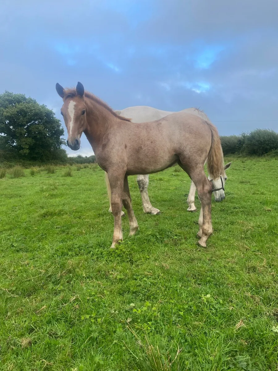 Foal - Image 1