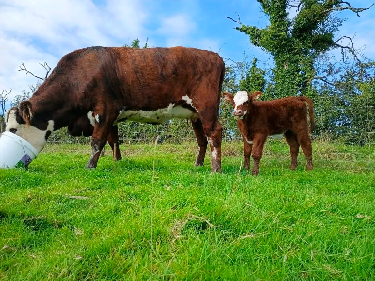Heifer and calf - Image 2