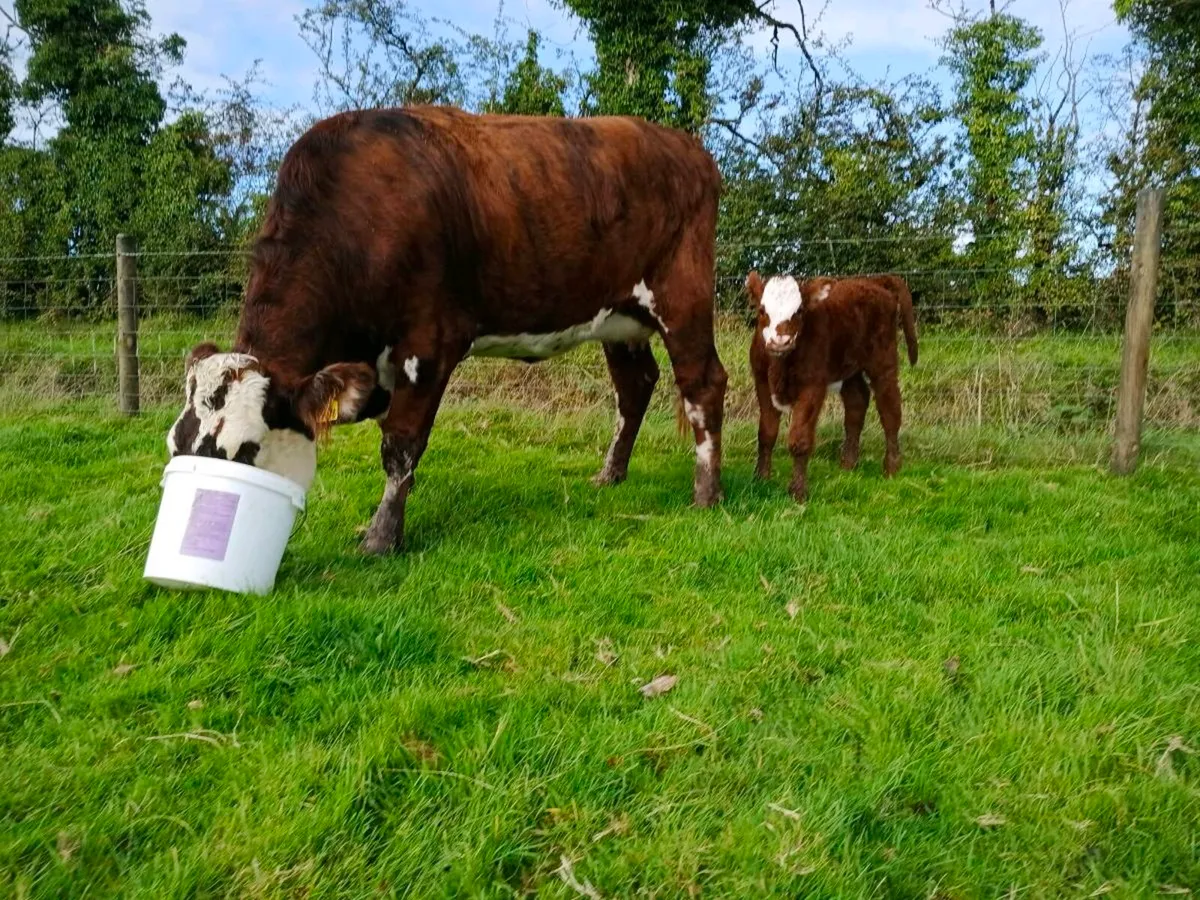Heifer and calf - Image 1