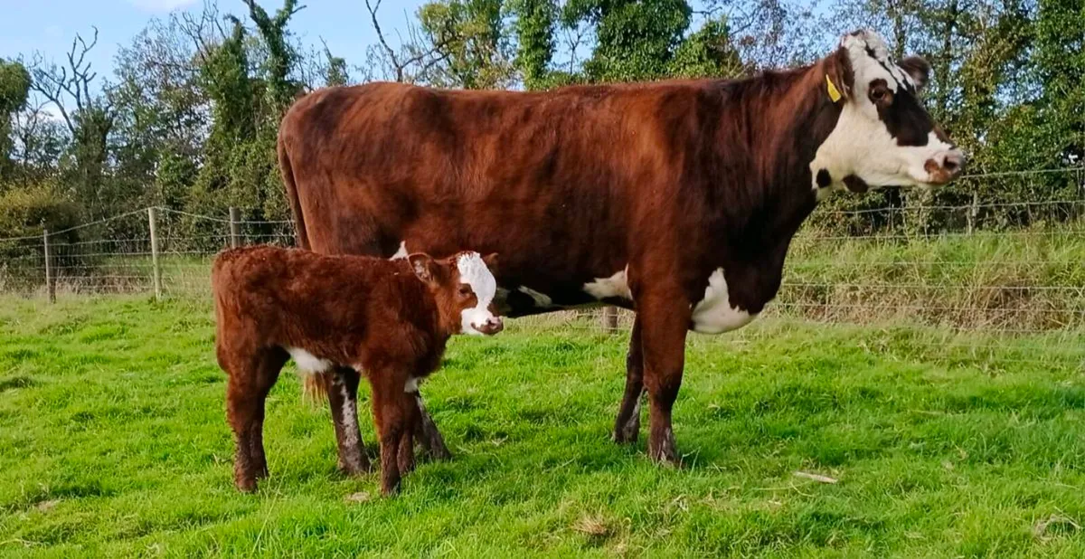 Heifer and calf - Image 4