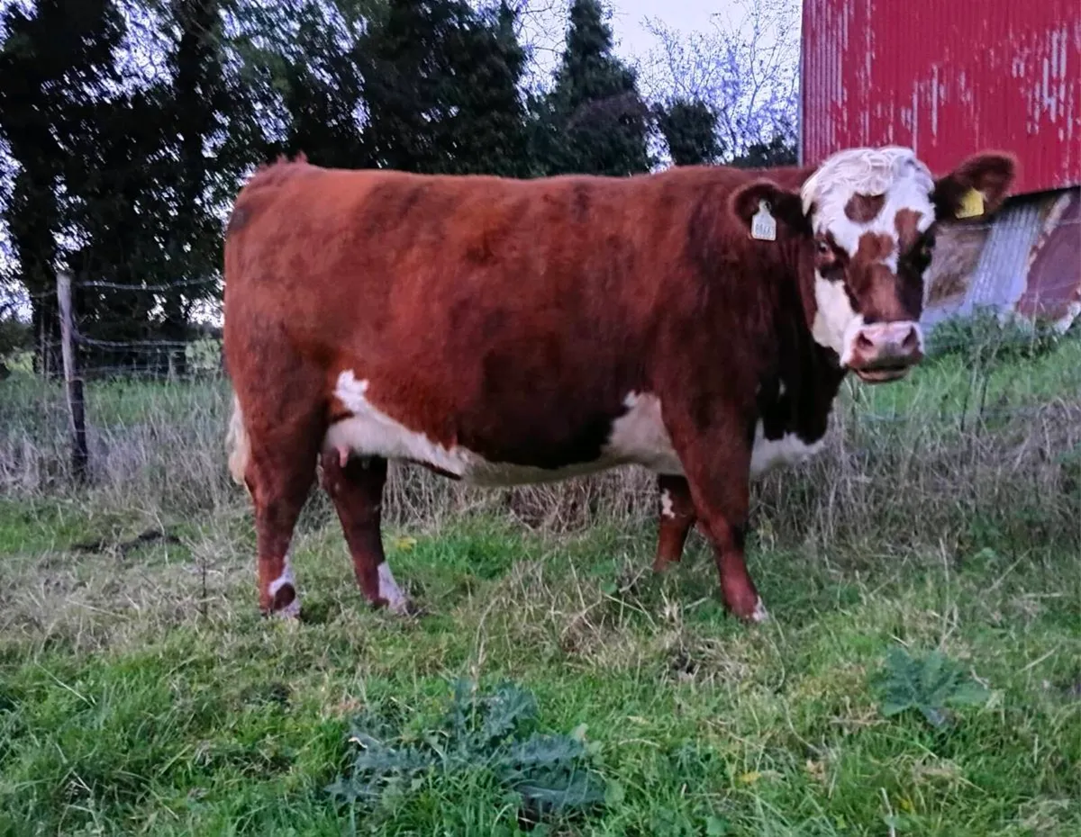 Heifer and calf - Image 1