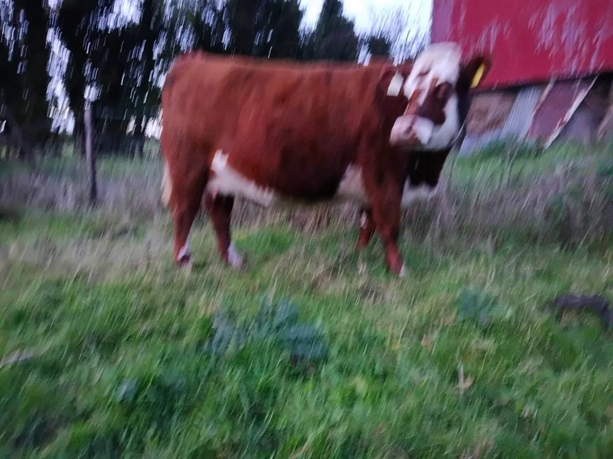 Heifer and calf - Image 2