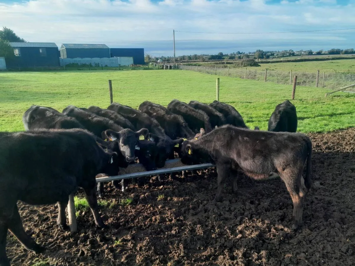 Cattle - Image 1