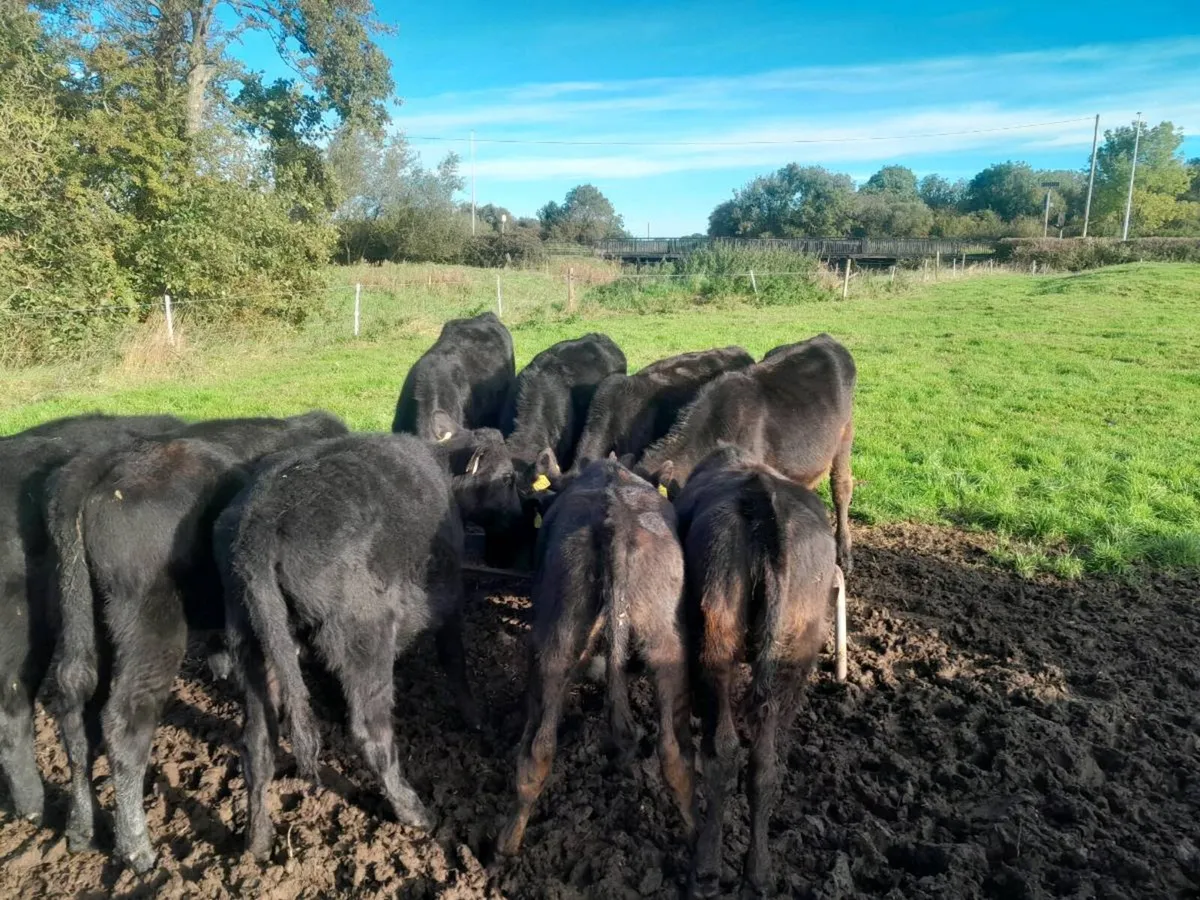 Cattle - Image 2