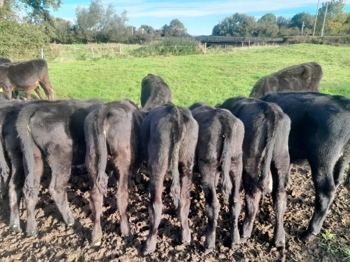 Cattle - Image 3