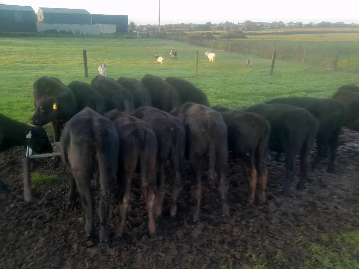 Cattle - Image 4