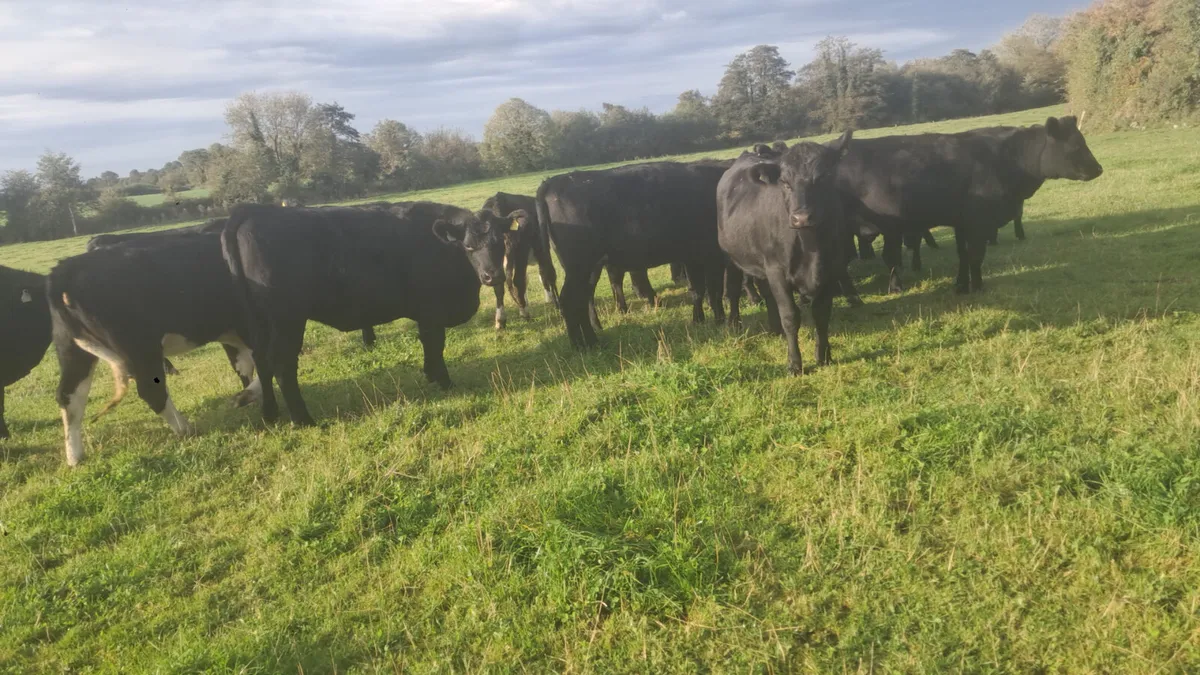 Angus heifers - Image 4