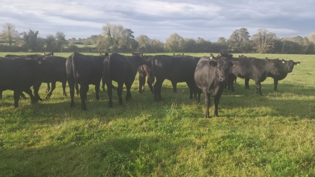 Angus heifers - Image 2