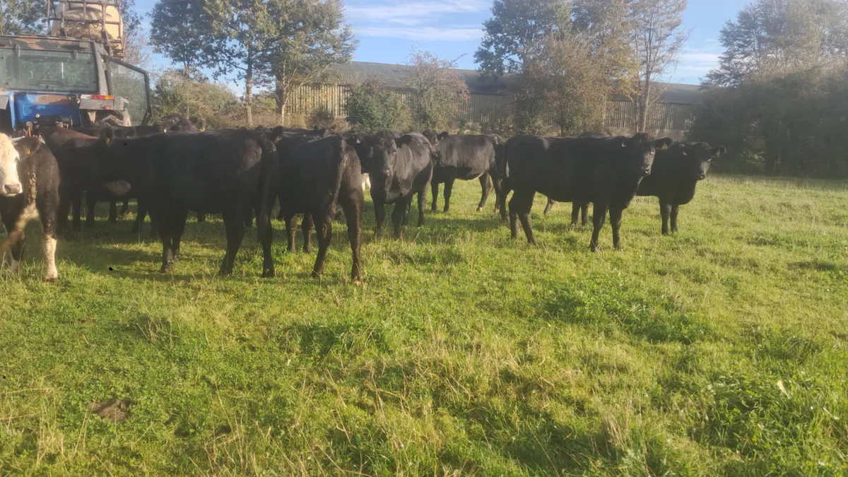 Angus heifers - Image 1