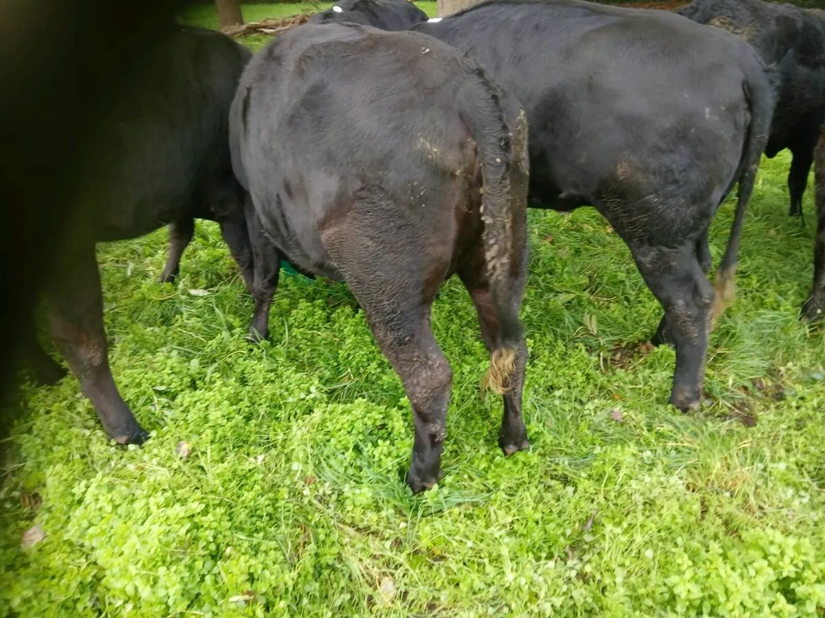 7 AAX Heifers - Image 2