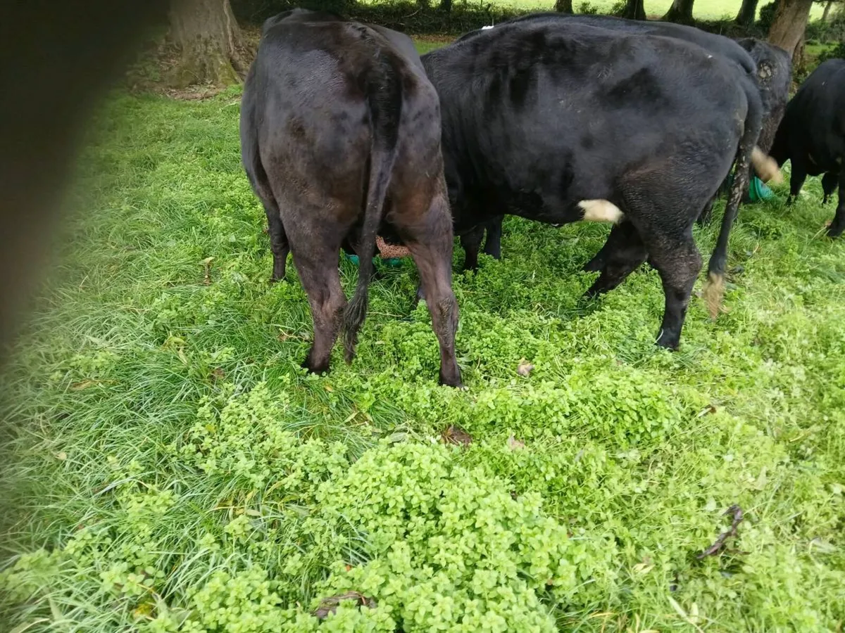 7 AAX Heifers - Image 3