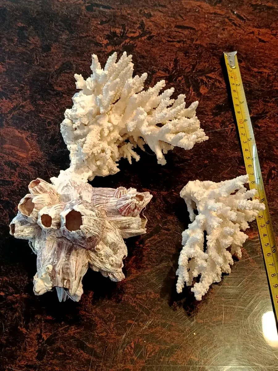 3 large real coral - Image 1