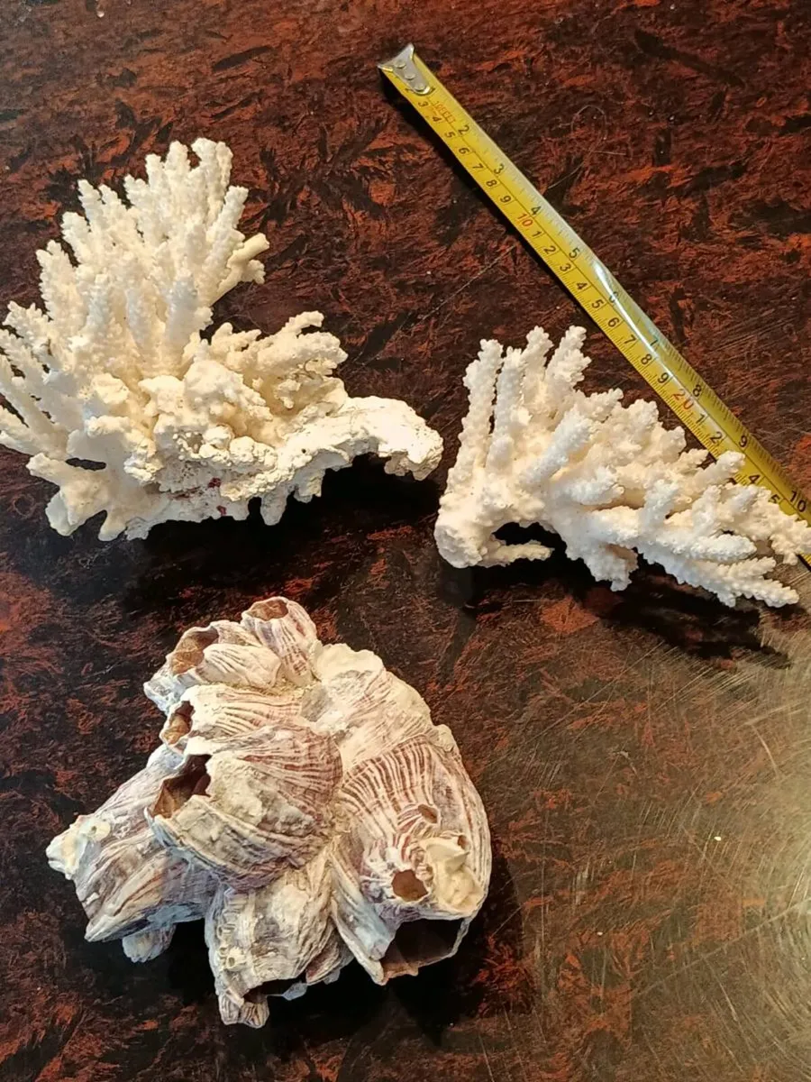 3 large real coral - Image 2