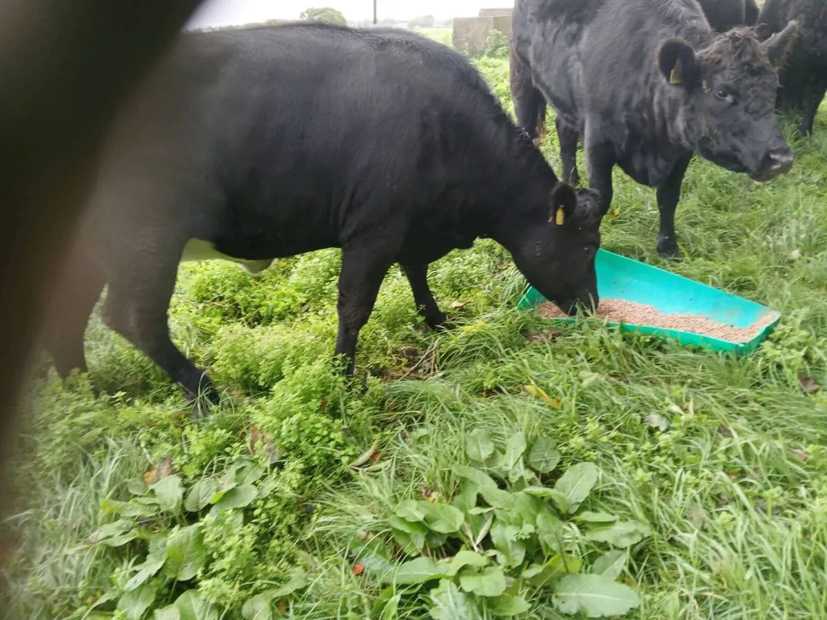 7 AAX Heifers - Image 1
