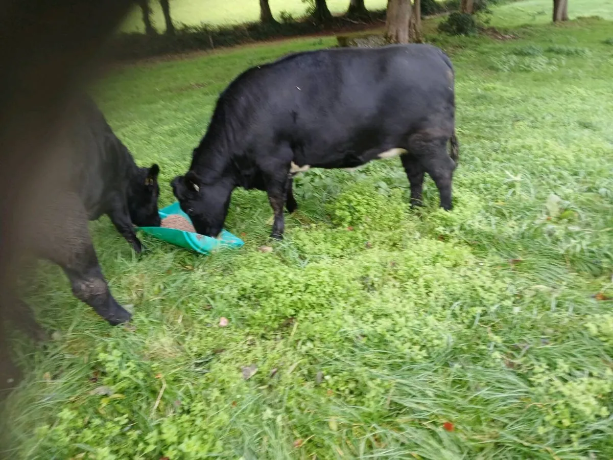 7 AAX Heifers - Image 4