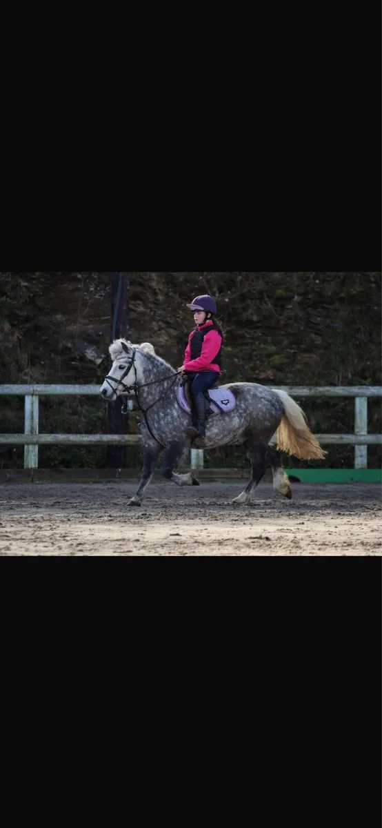 A little super star 11.2hh 10 years - Image 3