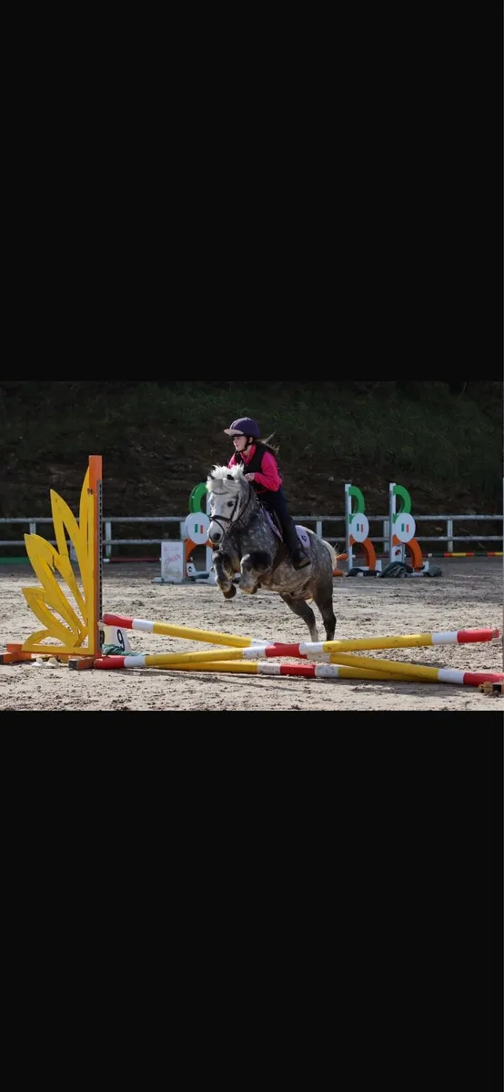 A little super star 11.2hh 10 years - Image 4