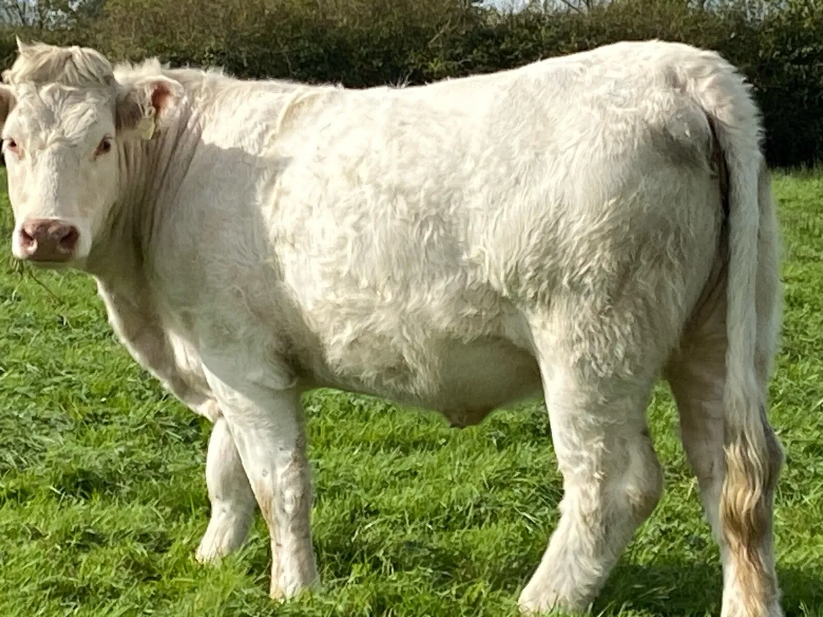 Pb Ch heifer - Image 2