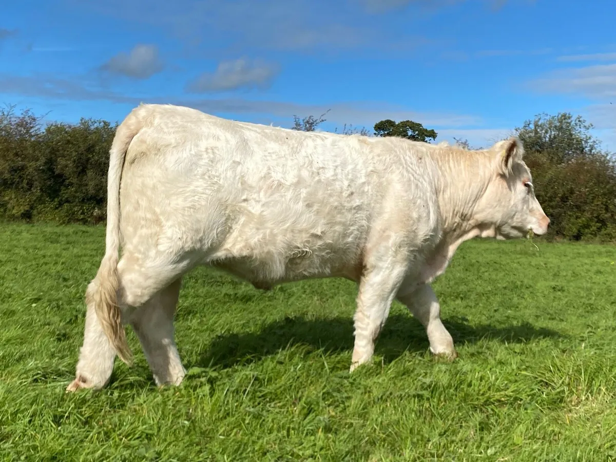 Pb Ch heifer - Image 3