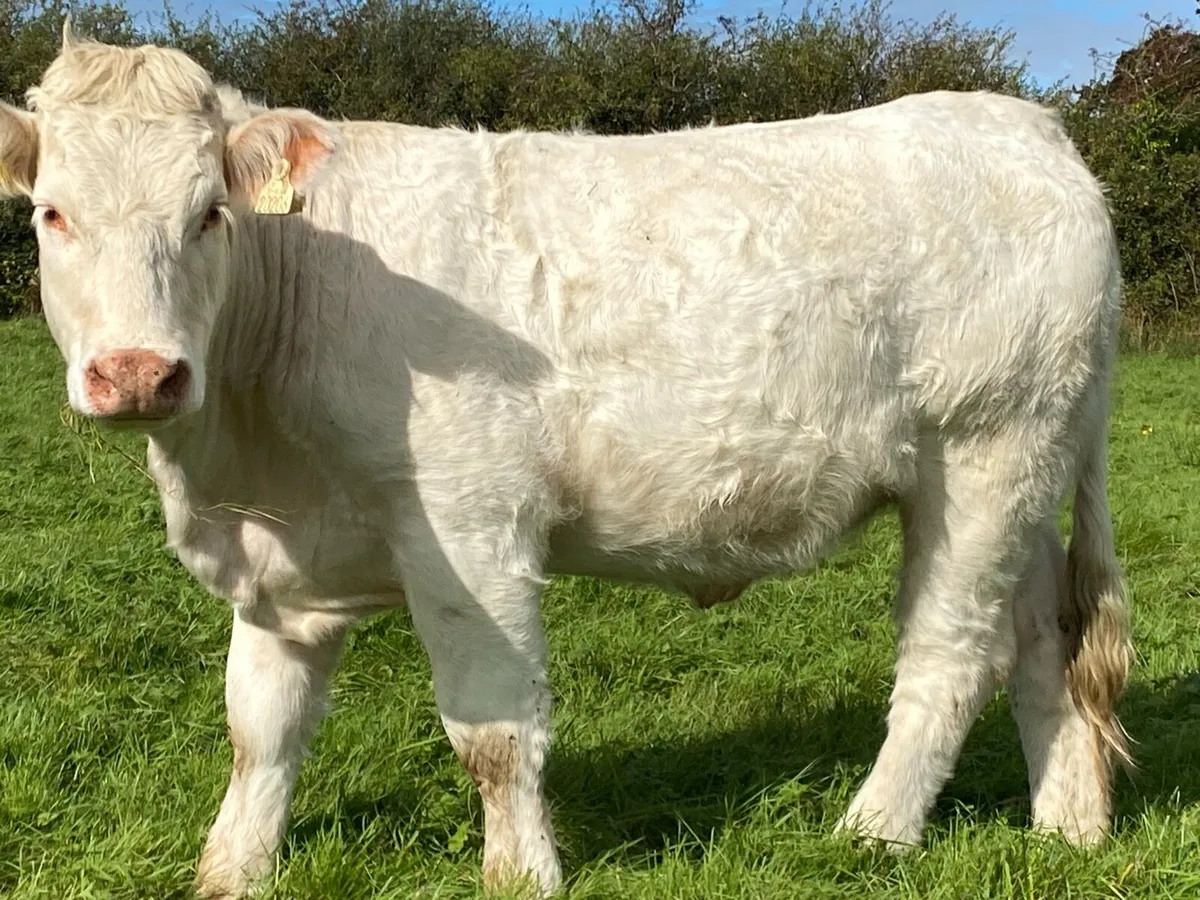 Pb Ch heifer - Image 4