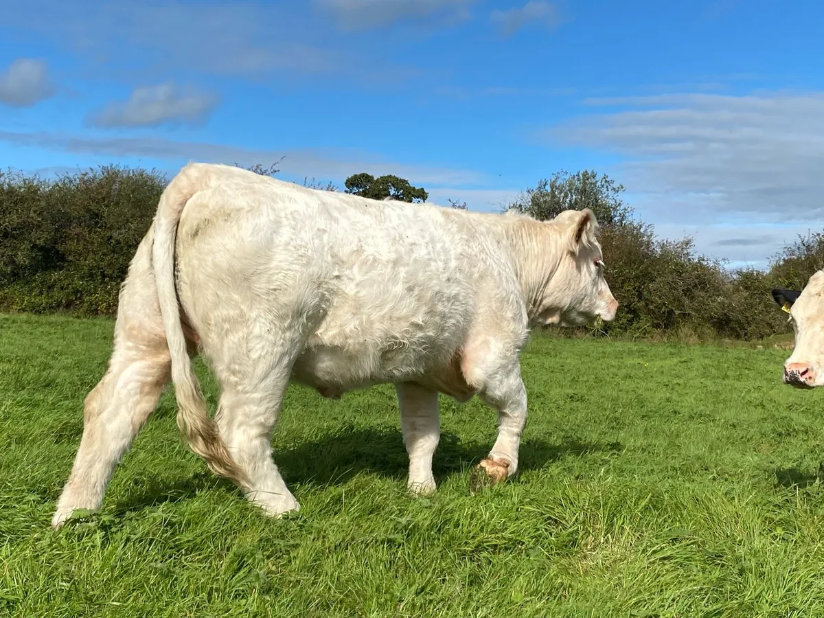 Pb Ch heifer - Image 1