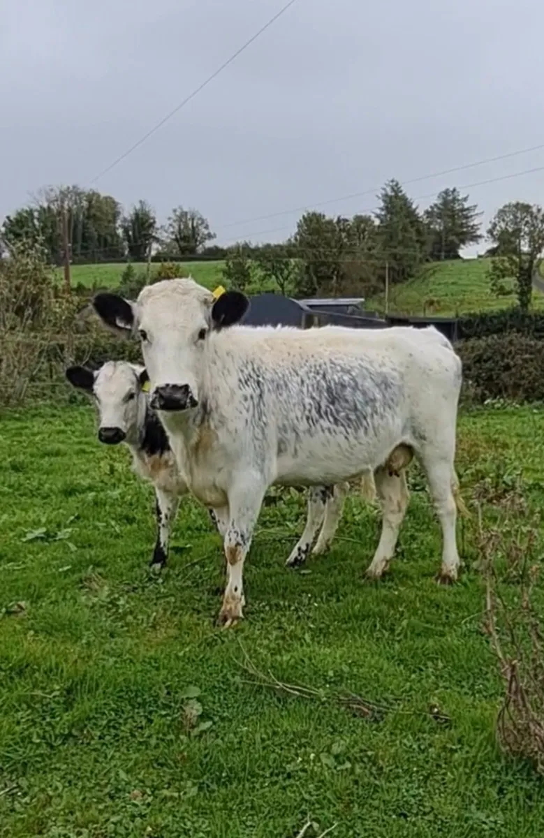 Droimeann cow and calf - Image 3