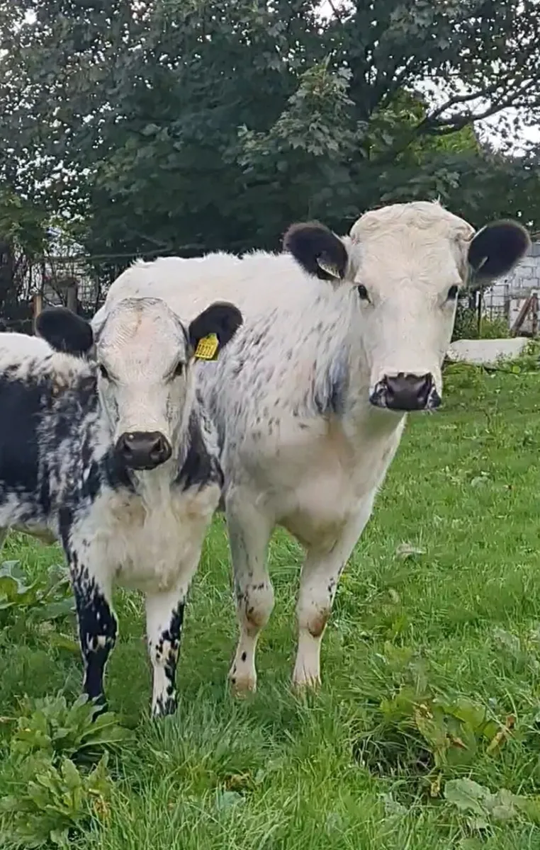 Droimeann cow and calf - Image 1