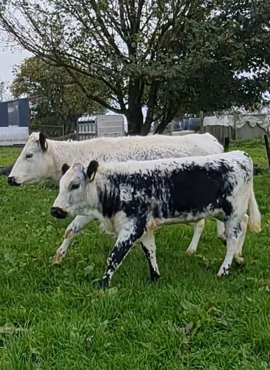 Droimeann cow and calf - Image 2