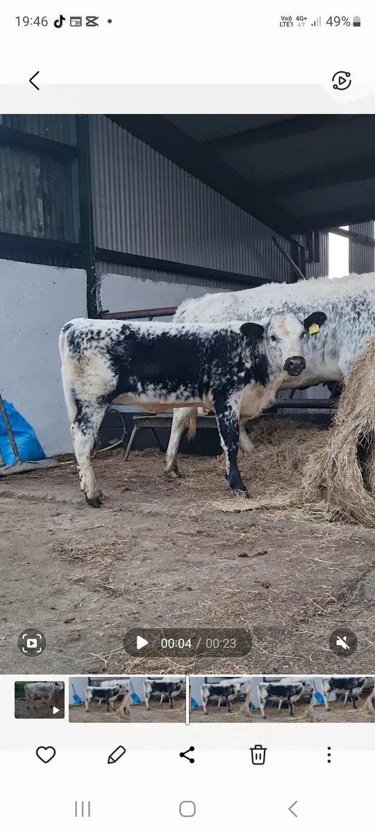 Droimeann cow and calf - Image 4